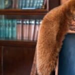 selling-your-fur-coat-can-be-easy-|-sixty-and&hellip;