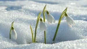 The Magic Of Springtime | Sixty And Me