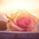 a-good-death:-one-woman’s-reflections-|-sixty-and-me