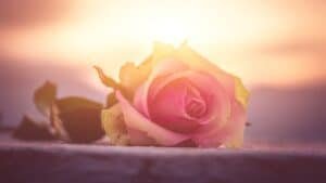 A Good Death: One Woman’s Reflections | Sixty And Me