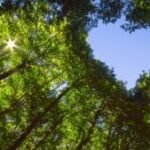 the-tree’s-guide-to-friendship-|-sixty-and-me