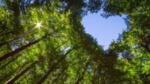 The Tree’s Guide To Friendship | Sixty And Me
