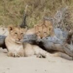 safari:-lessons-for-life-|-sixty-and-me