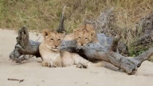 safari:-lessons-for-life-|-sixty-and-me